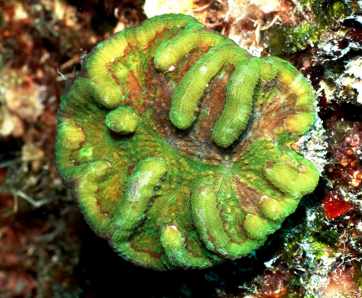 Mycetophyllia lamarckiana